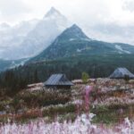 buildings near flower field during daytime