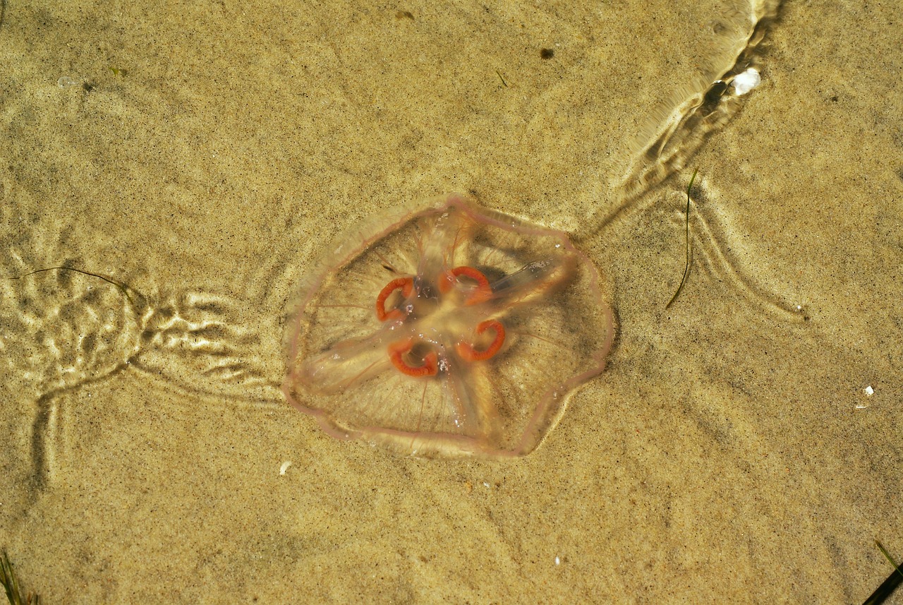 Chełbia modra – piękne zwierzę wodne