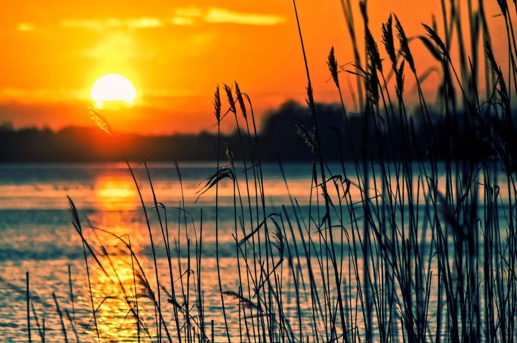 lake, reeds, sunset-696098.jpg