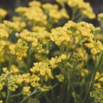 Smagliczka Aurinia saxatilis