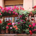 pelargonia angielska