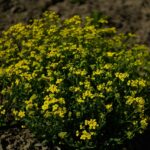 smagliczka zwisająca