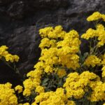 smagliczka kompozycje