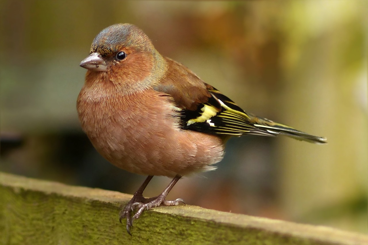 Zięba zwyczajna – opis i charakterystyka