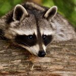 raccoon, animal, mammal