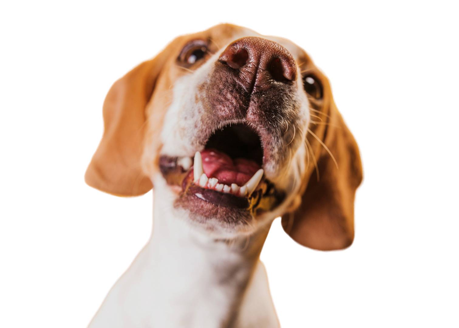 Jak dbać o higienę zębów psa i zapobiegać problemom z jamą ustną?