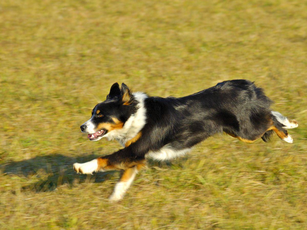 Wybiegi dla psów – kiedy warto w nie zainwestować?