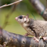 latająca wiewiórka