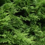 czy tuje są trujące