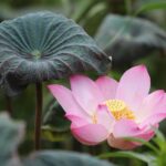 kwiat lotosu znaczenie