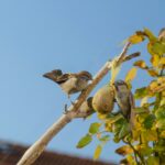 kule tłuszczowe dla ptaków