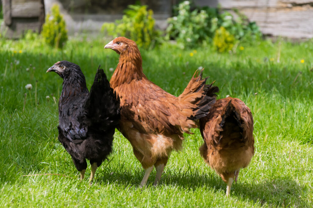 Jak dobrać paszę dla kur w małym gospodarstwie – praktyczny przewodnik