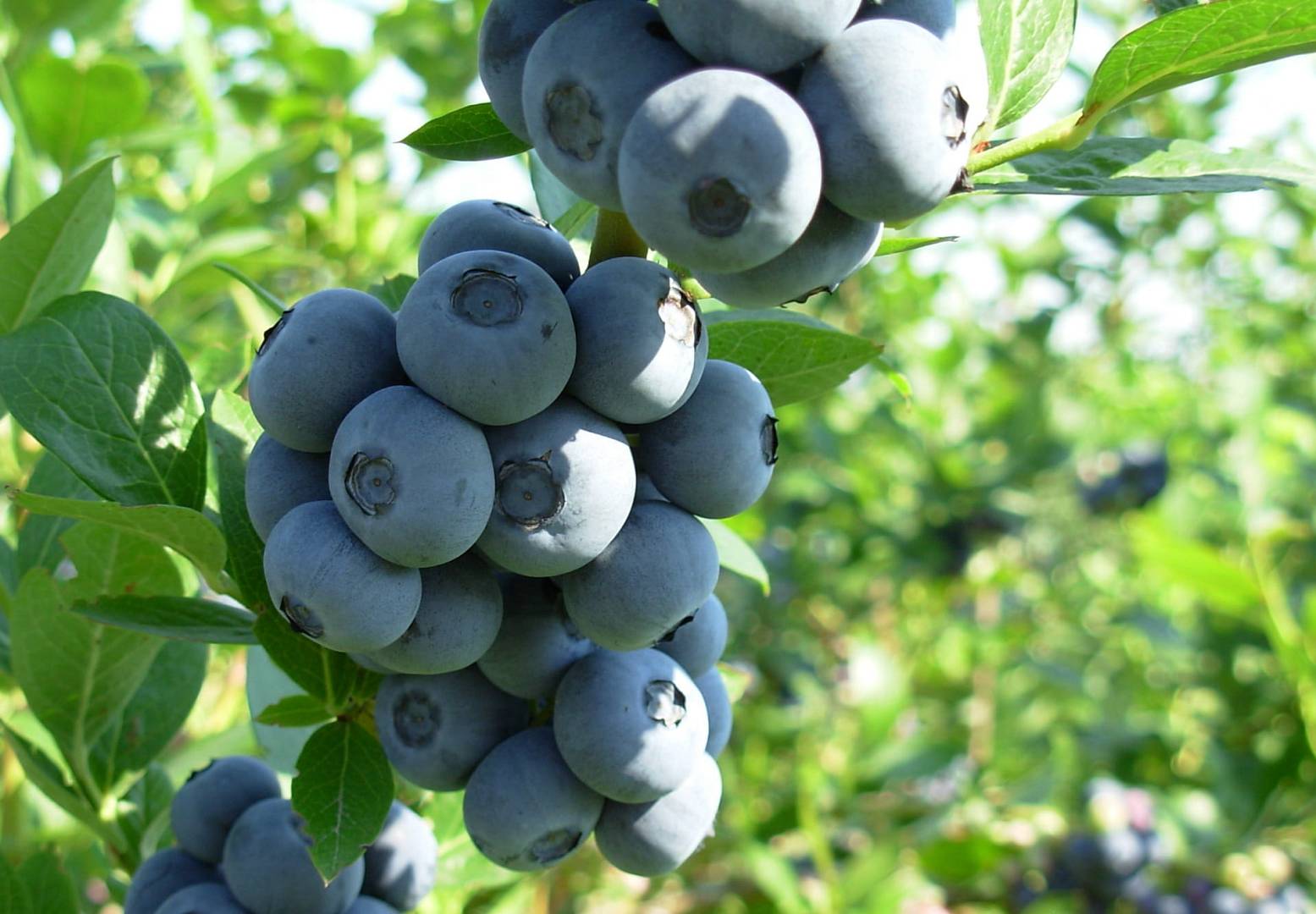 Borówki amerykańskie – czym są i skąd pochodzą?